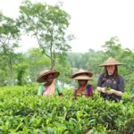 3dc0bbf0-b09b-41d8-be82-d8b52984aef2_private-sreemangal-tour-package-from-dhaka-srimangal-nature-tour-xlarge